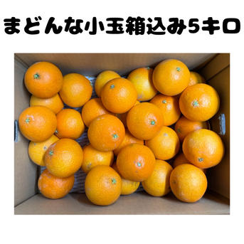まどんな 小玉箱込み10キロ(5キロ箱×2箱) | 果物/オレンジ・その他