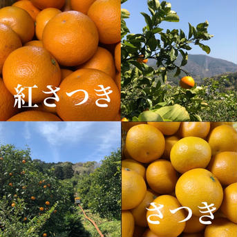 木成り八朔“さつき“【４月発送】 【紅黄混合】正味2kg 果物/オレンジ・その他みかん通販