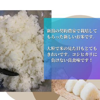 新米　令和6年産　新潟県産虹の煌めき　10kg 10ｋｇ 米・穀物/米/精米通販