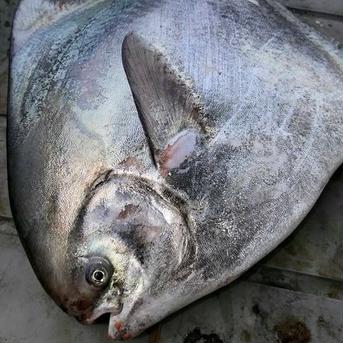 マナガツオ500グラム マナガツオ500グラム 魚介類/その他魚介通販