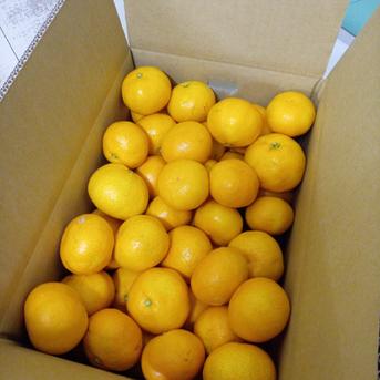 早生温州みかん　小玉ちゃん家庭用10キロ箱（総重量9.9キロ） 9.4キロ 果物/温州みかん通販