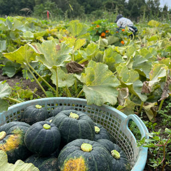 農薬不使用】富良野産 坊ちゃんかぼちゃ 7.5kg | 野菜/かぼちゃ 産直