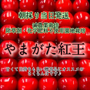 数量限定 朝採り当日発送 山形が誇る大玉品種【やまがた紅王】 ｜ 果物