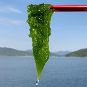 【お試し】島のり（天然あおさ／2枚入り） 約9g／2枚入 魚介類/のり通販