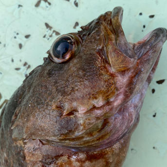 ガシラ カサゴ | 魚介類/その他魚介 産直アウル 農家・漁師など生産者から直接野菜などの食材を購入できる産地直送の宅配通販サイト
