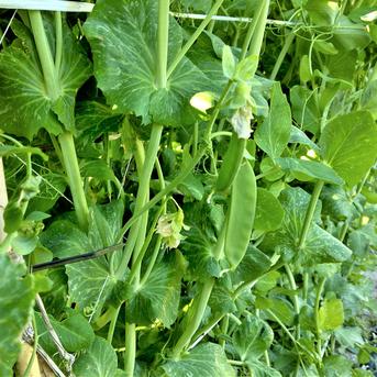 おすすめ商品】2026年生産 ぶち甘グリンピース 農薬不使用（無農薬