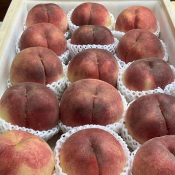 桃【さくら・幸茜・西王母】品種おまかせ 硬め&追熟させて柔らかめ食べ