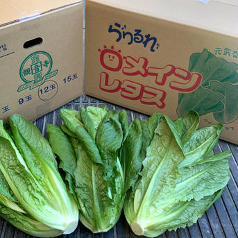 香川県産　ロメインレタス 12kg 12kg前後(18玉〜30玉） 野菜/レタス通販