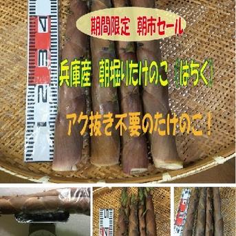 兵庫産　朝掘りたけのこ(はちく）2.0kg 2kg 野菜/たけのこ通販