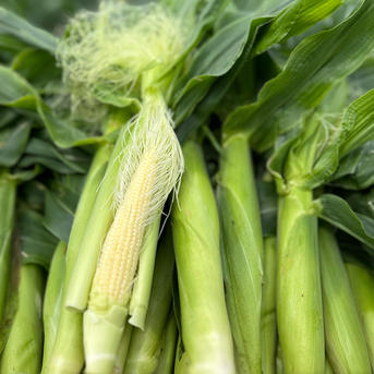 ヤングコーン 50本入り ｜ 野菜/その他野菜 産直アウル 農家・漁師など