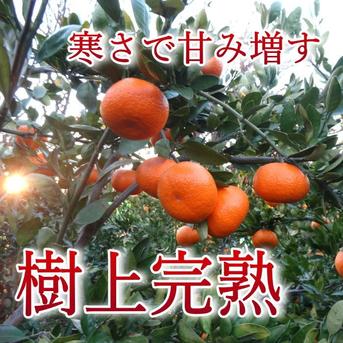 晩生みかんの旨さたっぷり！超熟みかん「熟太郎（じゅくたろう