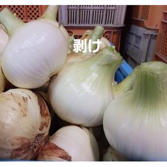 【少し訳あり！】送料込10キロ淡路島産新玉ねぎ 10キロ 野菜/玉ねぎ通販