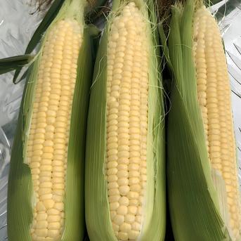 希少とうもろこし【きみひめ】 きみひめ7本セット 野菜/とうもろこし通販