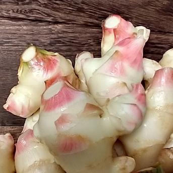 新生姜　早掘り　1kg １kg 野菜/その他野菜通販
