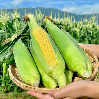 (20本入)信州産｜生糖もろこし｜瑞々しく甘いフルーツコーン 生糖もろこし20本入 野菜/とうもろこし通販