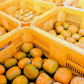 26 ひらたね柿 和歌山県産 家庭用 20キロ