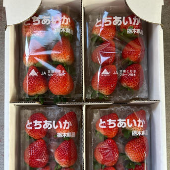 【ゆうき】【4kg】栃木県産とちあいか（訳あり・家庭用）大容量お得パック とちあいか 4パック入り2箱 2kg以上 ｜ 果物/いちご 産直アウル 農家