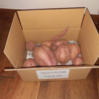 安納　1キロ前後 1.5キロ前後 野菜/さつまいも通販