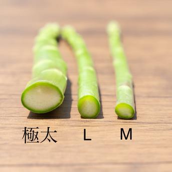 食品 信州産 アスパラガス Lサイズ 6kg クール便発送