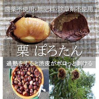 無農薬の栗 ぽろたん渋皮が簡単に取れる栗 | 果物/栗 産直アウル