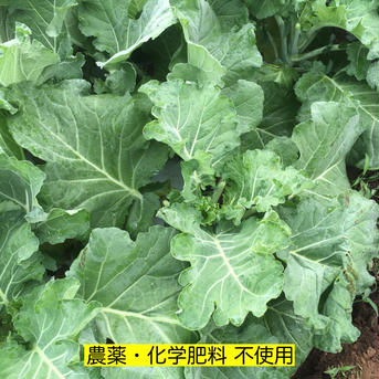 ケール（コラードケール）　500g　＜農薬・化学肥料不使用＞ 500g 野菜/葉物通販