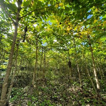 今が旬】産直直送 原木収穫 タラの芽 300g 宮城県産 貴重な頂芽