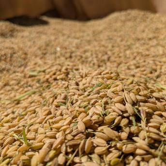新米あきたこまち】精米5kg 南信州豊丘村産 ｜ 米・穀物/米/精米 産直