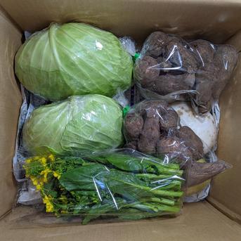 キャベツ、ダイコン、カブ、サトイモ、アスパラ菜 約5.6kg 野菜/野菜セット・詰め合わせ通販