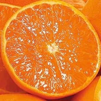 太陽と海の王様せとか【加工用】3kg【アウルの日】 3kg 果物/オレンジ・その他みかん通販