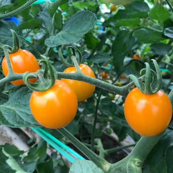 食べ比べ😋湖国のミニトマト5種類以上詰め🍅 ミニトマト5色以上3.8㌔ 野菜/トマト通販