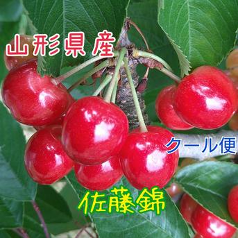 山形県のさくらんぼ【佐藤錦】※クール便6/17頃〜発送 700g(350g*2) 果物/さくらんぼ通販