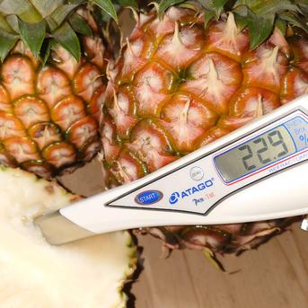 【送料無料】ますみ農園　桃の香りのピーチパイン2kg（2〜3玉） ピーチパイン2kg（2〜3玉） 果物/パイナップル通販
