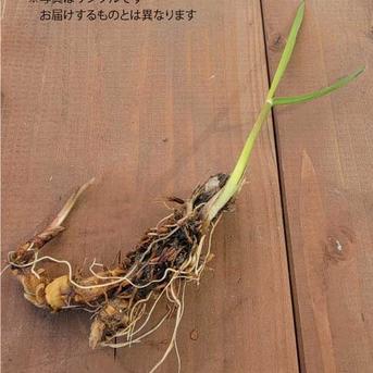 マコモ（マコモダケ）の苗（小3本セット）【奈良県産・無農薬・無肥料