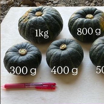 農薬不使用】富良野産 大きめ坊ちゃんかぼちゃ 8kg | 野菜/かぼちゃ