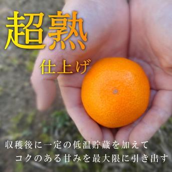 めちゃ甘～い！頑固な甘さの新こたつみかん！ 石甘太 お試し品 サイズ
