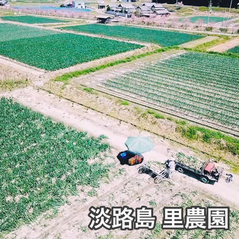 【福袋】九代目園主が育てた！淡路島サラダたまねぎ&淡路島甘夏みかんセット サラダたまねぎ3キロ、甘夏みかん2キロ 野菜/野菜セット・詰め合わせ通販