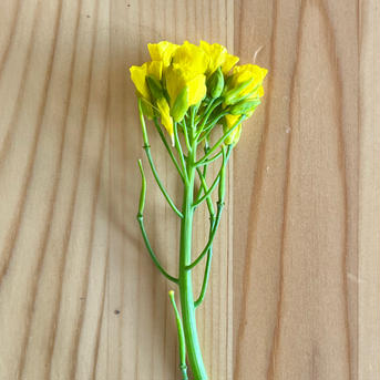 (1kg)そのままサラダで！[信州産] 甘い蜜香る野沢菜の花 1kg 野菜/葉物通販