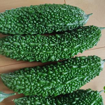 大自然の恵み｜朝採れ夏野菜5品おまかせセットLサイズ｜夏の旬を