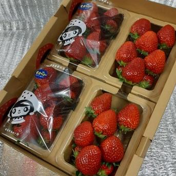 二箱 4パック×2 家庭用 【大きめ粒】いろいろなサイズ 『モカベリー』 完熟いちご 苺 果物　※ご注文から7日以内に発送 約1800g 果物/いちご通販