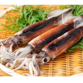 大間産イカゲソ イカゲソ 魚介類/イカ通販