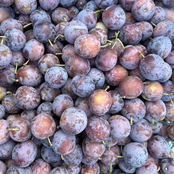楽天市場】プルーン 10kgの通販 青森県産農薬不使用プルーン10キロ