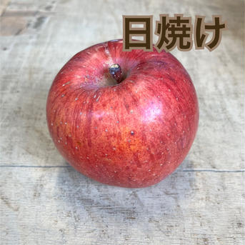 長野県松本産　りんご【サンふじ】　ご家庭用約5キロ（12〜16玉程） 約5キロ（12〜16玉程） 果物/りんご通販