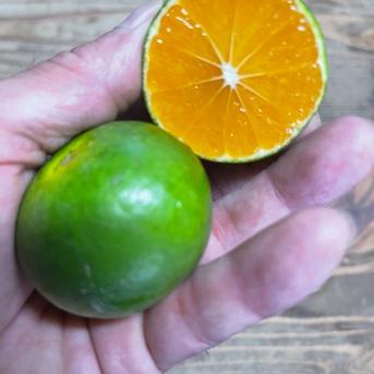 本当にお待たせしました、【ゆら】の季節です🍊 コロ丸！ゆら早生 約5
