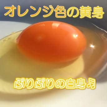【枯草菌育ちの赤たまご50個】オレンジ色が鮮やか🎵濃厚な黄身🍳 50個（25個入り紙トレイで2段重ね）重量目安2.7-3.0kg 卵/鶏卵通販