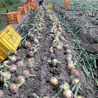 【大玉】淡路島の新玉ねぎ！5キロ　数量限定 玉ねぎ10玉ほど 野菜/玉ねぎ通販