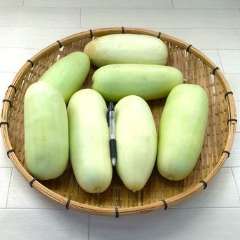 白瓜約3.0㎏　農薬不使用（無農薬）露地栽培品 白瓜約3.0㎏ 野菜/その他野菜通販