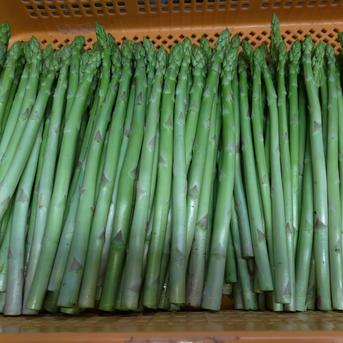 【朝採】 アスパラガス Lサイズ A等級 1kg 【収穫当日発送】 アスパラ A品 Lサイズ １kg 野菜/アスパラガス通販