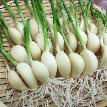 【アウルの日】愛知県産スプラウト青空にんにく30本以上（発芽にんにく） スプラウト青空にんにく30本以上 野菜/にんにく通販