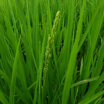 新米ミルキークィーン精白米5キロ×2袋 5キロ×2 米・穀物/米/精米通販