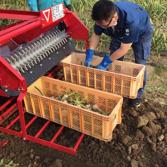 にんにく 令和７年度 青森県産 2kg ホワイト六片種　Mサイズ以上大玉混合 2kg 野菜/にんにく通販